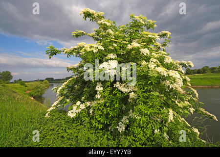 Europäischen schwarzen Holunder, Holunder, gemeinsame Holunder (Sambucus Nigra), Blüte, nähert sich Gewitter am Ufer eines kleinen Flusses, Belgien Stockfoto