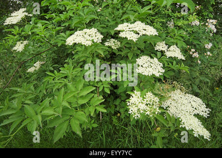 Europäischen schwarzen Holunder, Holunder, gemeinsame Holunder (Sambucus Nigra), blühend, Belgien Stockfoto