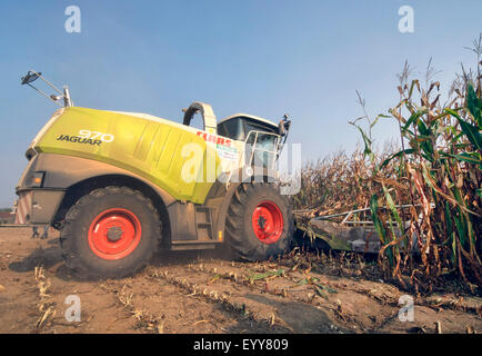 Mais, Mais (Zea Mays), Mähdrescher in einem Maisfeld, Belgien Stockfoto
