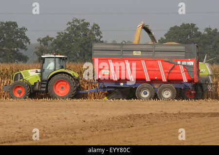 Mais, Mais (Zea Mays), Mais-Ernte mit Traktor und Anhänger, Belgien Stockfoto