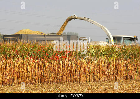 Mais, Mais (Zea Mays), Ernte von Mais, Belgien Stockfoto