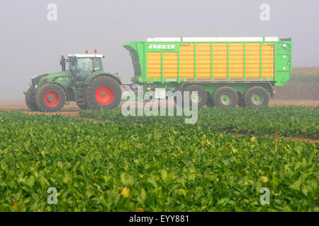 Traktor mit Container auf einem Feld bei der Ernte, Belgien Stockfoto