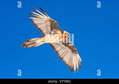 Bartgeier, Bartgeier (sollten Barbatus), bärtigen Geier auf der Flucht vor blauem Himmel, Schweiz, Wallis, Leukerbad Stockfoto