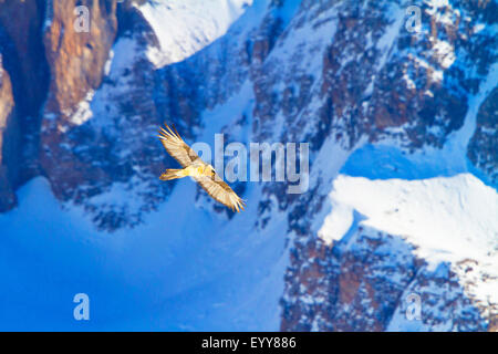 Bartgeier, Bartgeier (sollten Barbatus), bärtigen Geier auf der Flucht vor der verschneiten Berglandschaft, Schweiz, Wallis, Leukerbad Stockfoto