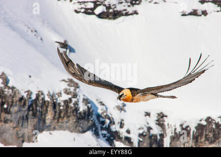 Bartgeier, Bartgeier (sollten Barbatus), bärtigen Geier auf der Flucht vor der verschneiten Berglandschaft, Schweiz, Wallis, Leukerbad Stockfoto