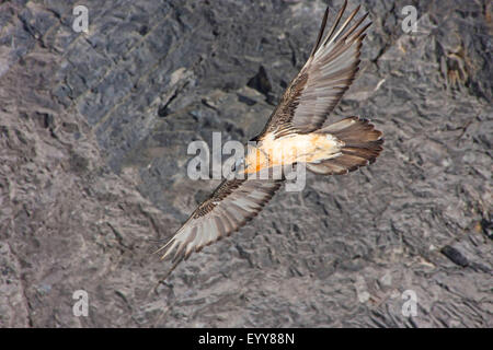 Bartgeier, Bartgeier (sollten Barbatus), bärtigen Geier auf der Flucht vor einer Felswand, Schweiz, Wallis, Leukerbad Stockfoto