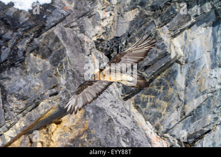 Bartgeier, Bartgeier (sollten Barbatus), bärtigen Geier auf der Flucht vor einer Felswand, Schweiz, Wallis, Leukerbad Stockfoto
