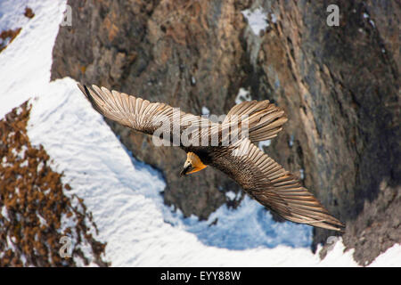 Bartgeier, Bartgeier (sollten Barbatus), bärtigen Geier auf der Flucht vor einer verschneiten Felswand, Schweiz, Wallis, Leukerbad Stockfoto