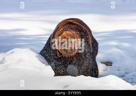 Braunbär (Ursus Arctos), Braunbär im Schnee stehen und schütteln sich, Schweiz, Waadt, Vallorbe Stockfoto