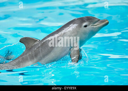 Bottlenosed Delphin, gemeiner Flasche – Nosed Delfin (Tursiops Truncatus), Schwimmen Stockfoto