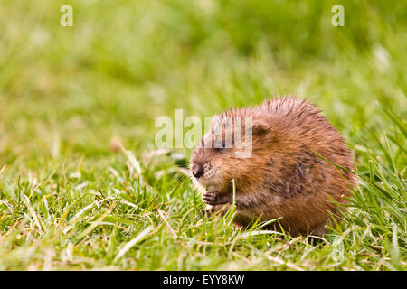 Bisamratte (Ondatra Zibethica), sitzt auf einer Wiese füttern, Österreich, Burgenland Stockfoto