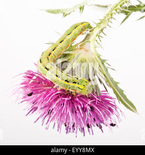 Schwert-Grass Moth (Xylena Exsoleta), Baterpillar auf einer Distel Blume, Freisteller, Österreich Stockfoto