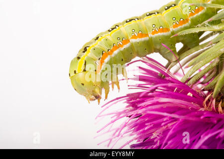 Schwert-Grass Moth (Xylena Exsoleta), Baterpillar auf einer Distel Blume, Freisteller, Österreich Stockfoto