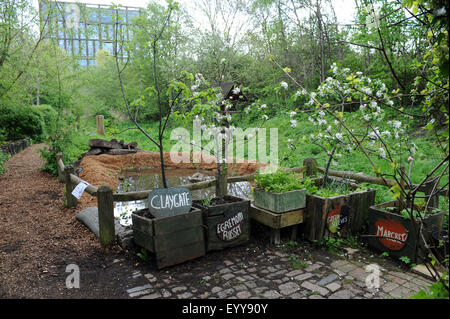 Einer städtischen Apfelplantage in Kisten. Camley Street Naturpark ist ein urban Nature Reserve in Kings Cross, London, UK Stockfoto