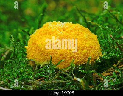 Dog vomit Slime Mold, Rührei Schleim (Fuligo Septica), gelber Schleim Schimmel auf Moos, Oberbayern, Oberbayern, Bayern, Deutschland Stockfoto