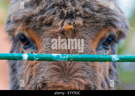 Inländische Esel (Equus Asinus Asinus), Portrait mit Torbalkens vorn, Deutschland, Nordrhein-Westfalen Stockfoto