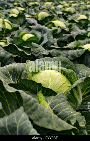 Weißer Kohl (Brassica Oleracea var. Capitata F. Alba), Kohlkopffeld, Österreich Stockfoto