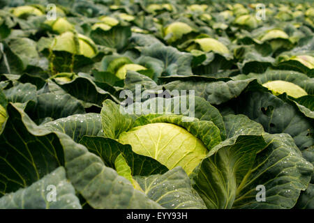 Weißer Kohl (Brassica Oleracea var. Capitata F. Alba), Kohlkopffeld, Österreich Stockfoto