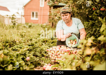 Kaukasische Frau pflücken Äpfel auf Bauernhof Stockfoto