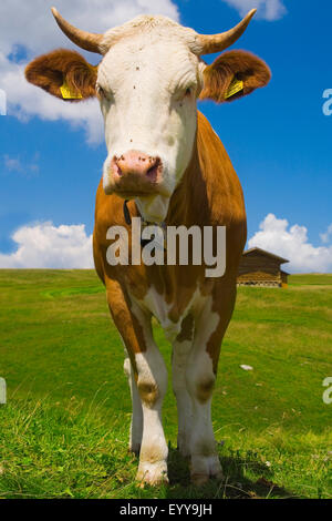 Hausrind (Bos Primigenius F. Taurus), Kuh auf der Alm, Österreich Stockfoto