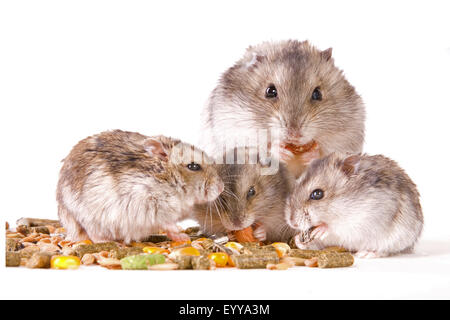 Goldhamster (Mesocricetus Auratus), Hamster Familie essen, Hamster Wangen Stockfoto