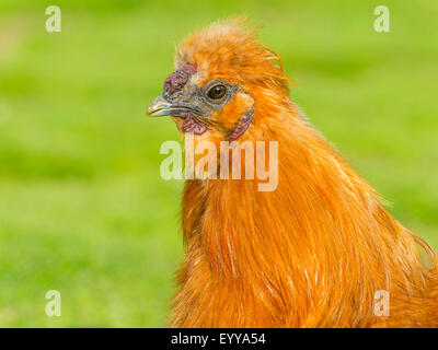 Silkie, seidig Huhn (Gallus Gallus F. Domestica), Portrait im Profil, Deutschland, Nordrhein-Westfalen Stockfoto