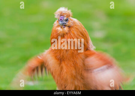 Silkie, seidig Huhn (Gallus Gallus F. Domestica), Silkie abschütteln Parasiten, Deutschland, Nordrhein-Westfalen Stockfoto