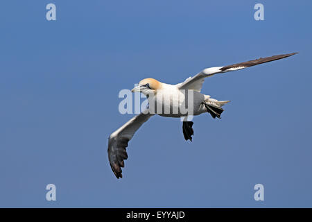 Erwachsenen Basstölpel im Flug Stockfoto