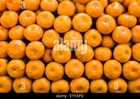 Mandarine, Mandarine (Citrus Reticulata), viele Mandarinen Stockfoto