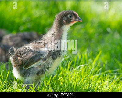 Bantam (Gallus Gallus F. Domestica), züchten Gelocktes Chabo, Deutschland, Nordrhein-Westfalen Stockfoto