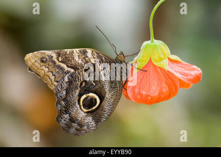 Wald Riesen Eule (Caligo Eurilochus), auf eine rote Blüte Stockfoto