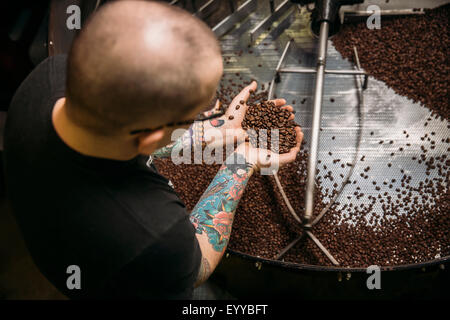 Kaukasische Kaffeeröster Bohnen in Maschinen testen Stockfoto