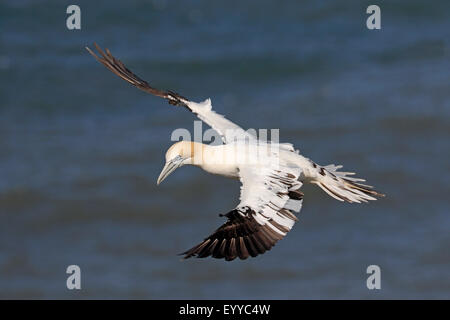 Juvenile Basstölpel im Flug Stockfoto