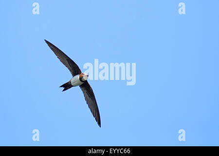 Alpine Swift (Apus Melba, Tachymarptis Melba), fliegen, Bulgarien, Kaliakra Stockfoto