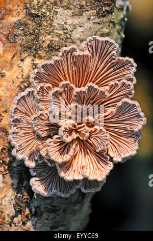 gemeinsamen Spaltblättling (Schizophyllum Commune), Fruchtbildung Körper an einen Baumstamm, Deutschland Stockfoto