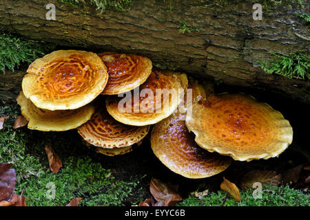 Shaggy Scalycap, Shaggy Pholiota (Pholiota Squarrosa, Pholiota Squarosa), Fruchtkörper auf Totholz, Deutschland Stockfoto