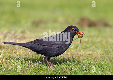 Amsel (Turdus Merula), männliche mit Regenwürmern in der Stückliste, Niederlande, Friesland Stockfoto