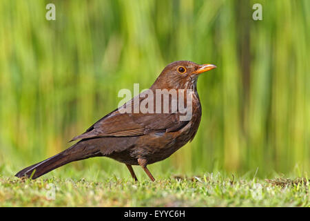 Amsel (Turdus Merula), weibliche steht auf einer Wiese, Niederlande, Friesland Stockfoto