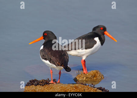 Paläarktis Austernfischer (Haematopus Ostralegus), steht auf einem Stein im Wasser, Niederlande, Frisia paar Stockfoto