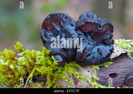 Witches' Butter, schwarze Hexen Butter, schwarzes Gelee-Roll, warzige Gelee-Pilz (Exidia Glandulosa, Exidia Truncata) Fruchtkörper auf bemoosten Totholz, Deutschland Stockfoto