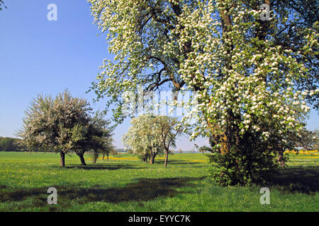 Apfelbaum (Malus Domestica), blühende Apfelbäume auf Baum Obstwiese, Deutschland Stockfoto