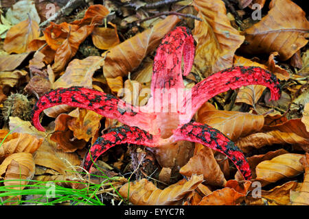 Teufels Finger, Teufels-Kralle-Pilz, Riesen Gestank Horn, Octopus Stinkmorchel (Anthurus Archeri, Clathrus Archeri), Fruchtkörper auf Waldboden, Ansicht von oben, Deutschland Stockfoto