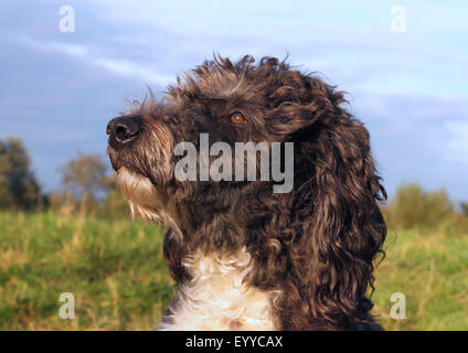 Aussiedoodle (Canis Lupus F. Familiaris), gemischt Bildniss eines drei Jahre alten Pudel Australian Shepherd Rüde Rasse, Deutschland Stockfoto