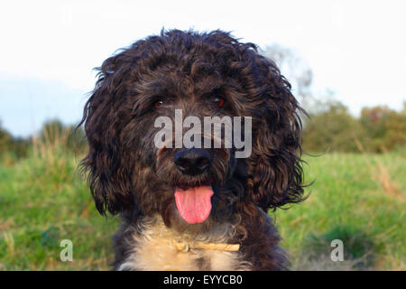 Aussiedoodle (Canis Lupus F. Familiaris), gemischt Bildniss eines drei Jahre alten Pudel Australian Shepherd Rüde Rasse, Deutschland Stockfoto