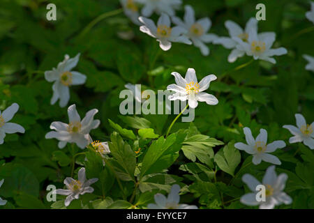 Buschwindröschen (Anemone Nemorosa), blühen auf Forestground im Sonnenlicht, Deutschland, Nordrhein-Westfalen Stockfoto