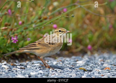 Tawny Pitpit (Anthus Campestris), stehend auf dem Boden, Griechenland, Lesbos Stockfoto