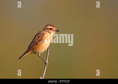 Braunkehlchen (Saxicola Rubetra), weibliche sitzen an einem Stiel, Griechenland, Lesbos Stockfoto