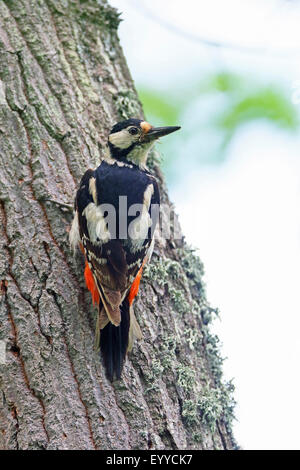 Buntspecht (Picoides major, Dendrocopos großen), Weiblich, klettert an einem Stiel, Bulgarien, Kamchia Stockfoto