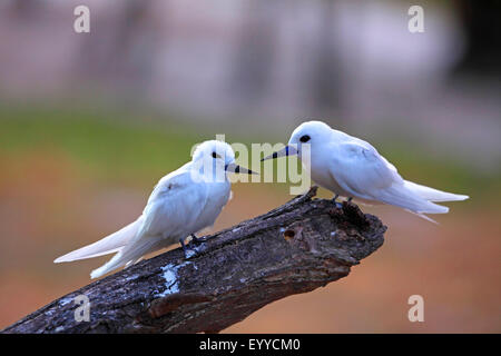 Weiße Seeschwalbe (Gygis Alba), paar, sitzen auf einem abgestorbenen Baum, Seychellen, Bird Island Stockfoto