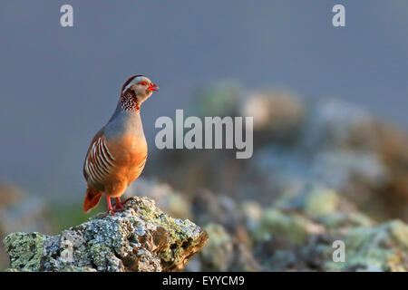 Barbary Rebhühner (Alectoris Barbara), männliche stehen auf einem Felsen und Berufung, Kanarische Inseln, La Palma Stockfoto